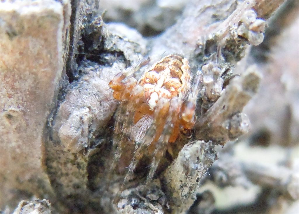 Araneus diadematus - Agnano (NA)